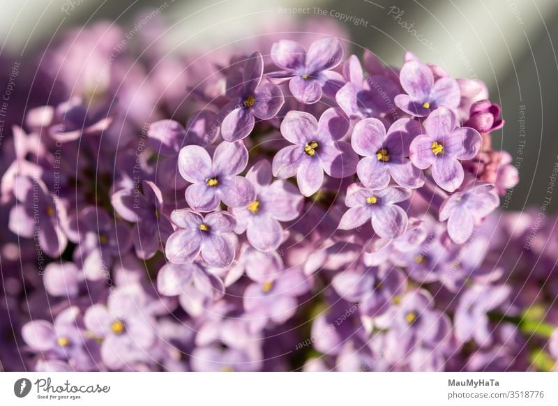 morning with the scent of lilac Lilac plant nature sun color flowers purple macro season spring