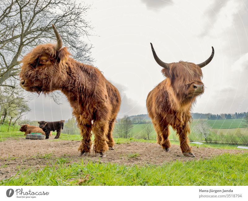 Scottish highland cattle on a pasture Cattle Bull Bullock Milk kyloe horned long-haired Meat Livestock Meadow Robust Cattle breeding Country life portrait