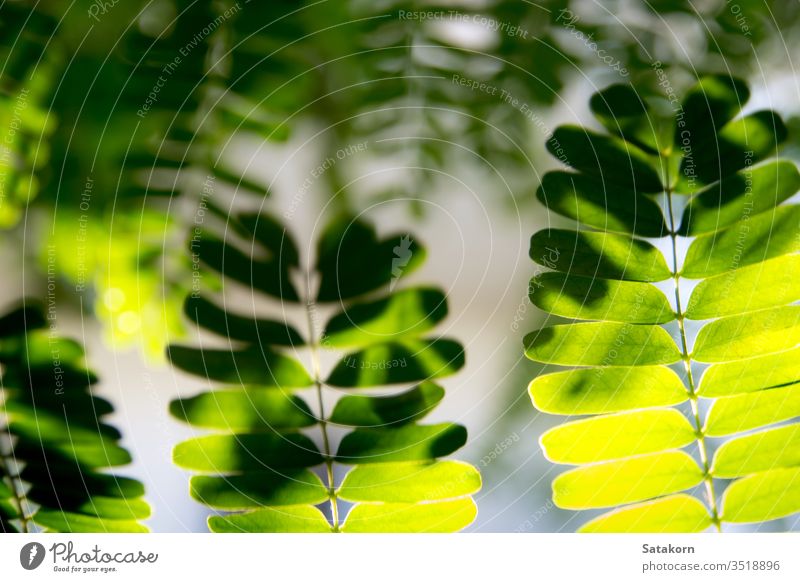 Light Shines On The Leaves Of The Tamarind Tree A Royalty Free Stock Photo From Photocase