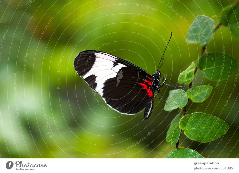 The leaf ladder upwards - Blue passion butterfly Environment Summer Plant Leaf Foliage plant Garden Virgin forest Butterfly Wing Scales Zoo Green Red Black