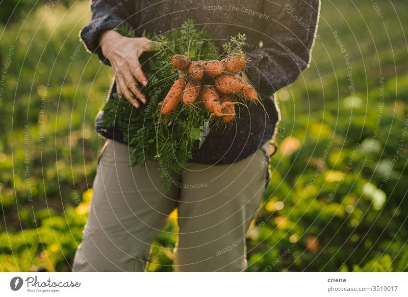 Close-up of woman holding freshly picked organic carrtos from garden dirt homegrown market bunch local cultivation produce harvesting carrots field nutrition