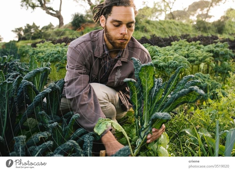 Farmer picking fresh organic kale from field leaves salad business farming box cultivate freshness gardener men working harvesting occupation environment farmer