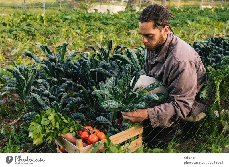Young farmer harvesting fresh vegetables from the garden leaves salad business farming box cultivate freshness gardener men working occupation environment plant
