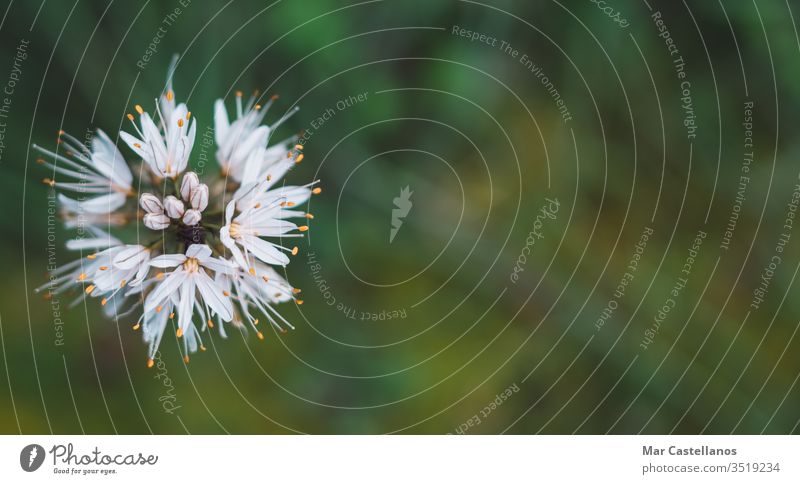 Asphodelus albus top view with space for copy Concept of wild flora. Macrophotography with selective focus. copy space selective blur white flower grass gamon
