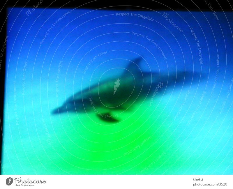pinball Dolphin Green Ocean Transport Blue Underwater photo