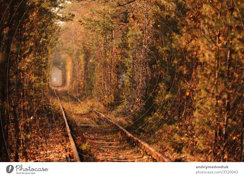 Tunnel of Love. Tunnel of Love in Ukraine. A railway in the autumn forest tunnel of love. Old mysterious forest. bambus beautiful beauty blue color environment