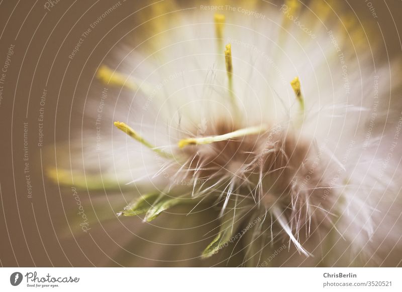 Close-up blowball dandelion lowen tooth Nature Plant Colour photo Exterior shot spring White Macro (Extreme close-up) Detail Shallow depth of field Meadow