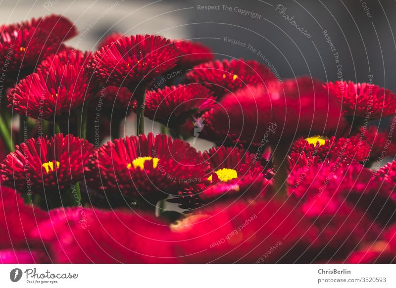 red daisies Daisy Many Red Close-up spring flowers Blossoming Bellis Bellis perennis bleed Plant Nature Colour photo Exterior shot Shallow depth of field