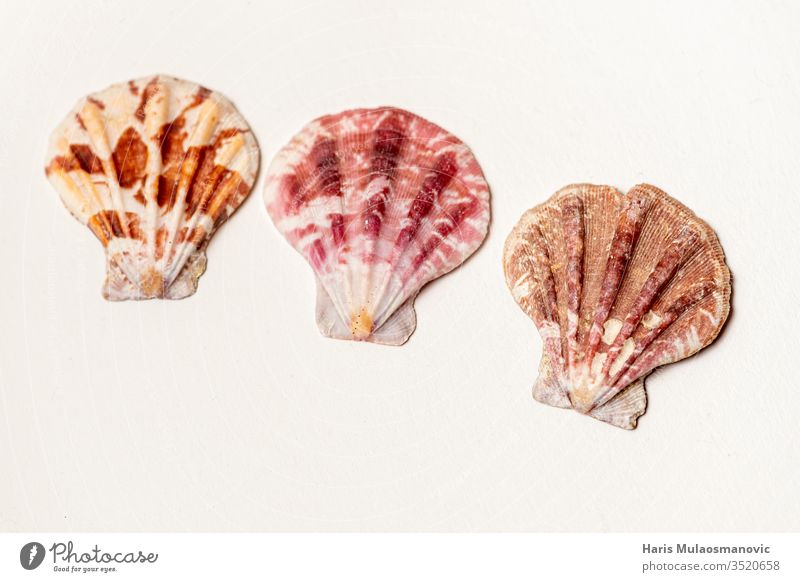 Three beautiful colorful sea shells on white background beauty brown cooking cut decorative design dinner food fresh garden gourmet green healthy ingredient