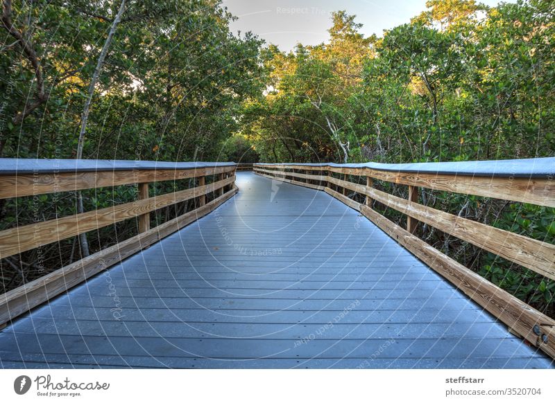 Sun shines through mangrove trees that line a Boardwalk leading down to the beach of Clam Pass Sunshine sun sunny walkway travel journey Naples Florida