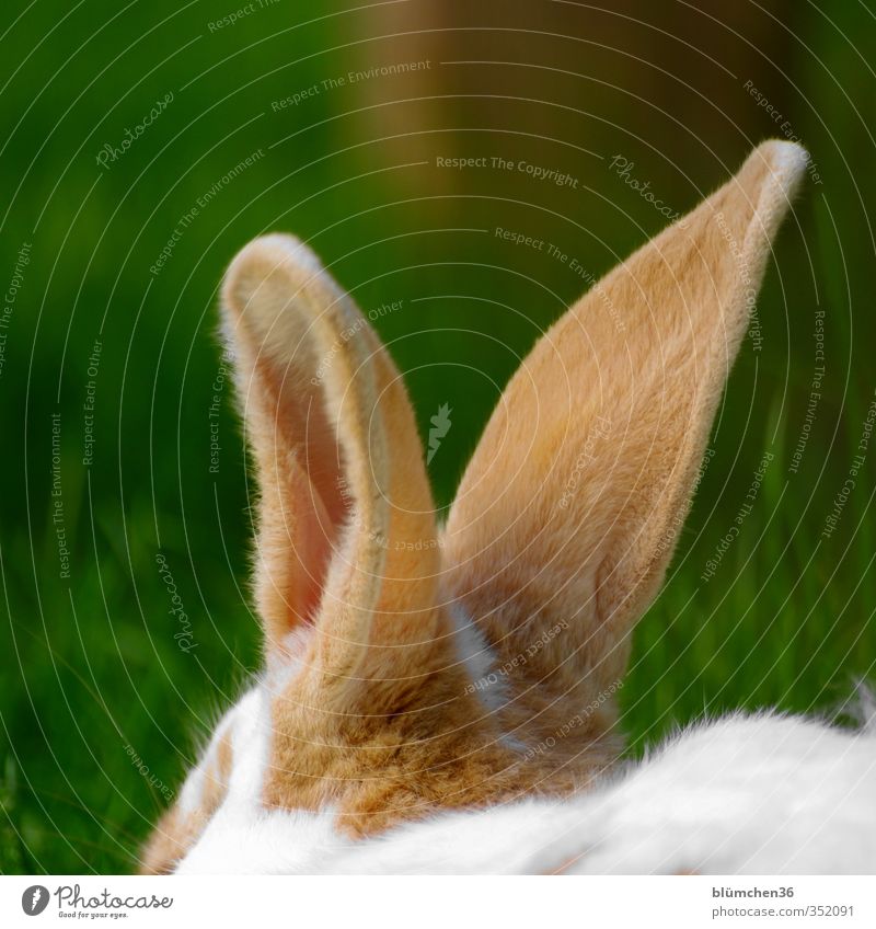 Listen to the Ears!!!!! Bunny communication.