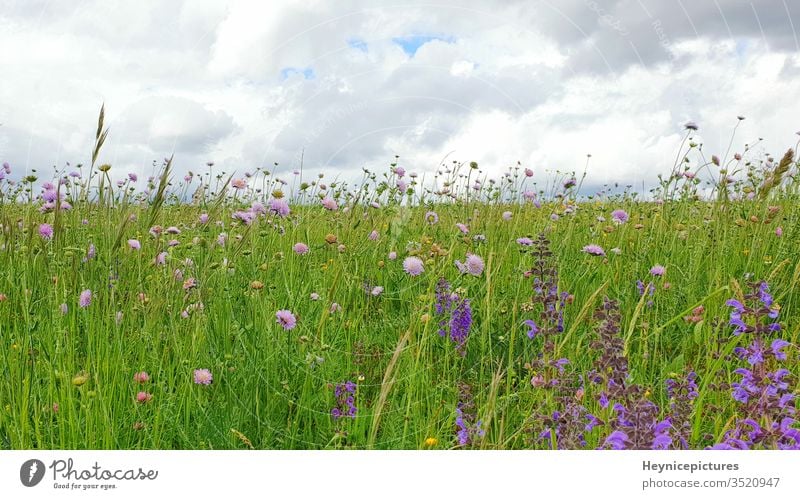 Flowers Meadow landscape with grass and wildflowers cloudy sky nature field plant green summer meadow spring garden purple lavender blue beauty beautiful