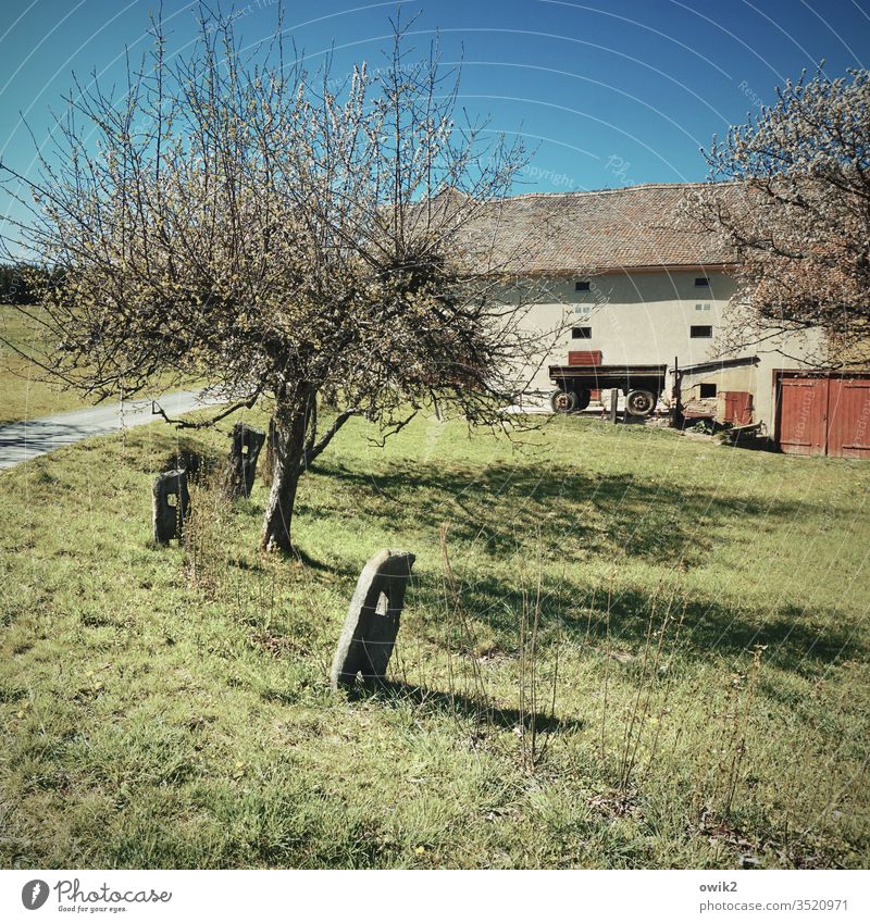 Green border Landscape tree spring tree blossom Real estate Boundary line Pole Old off House (Residential Structure) Cloudless sky Meadow Grass Lanes & trails