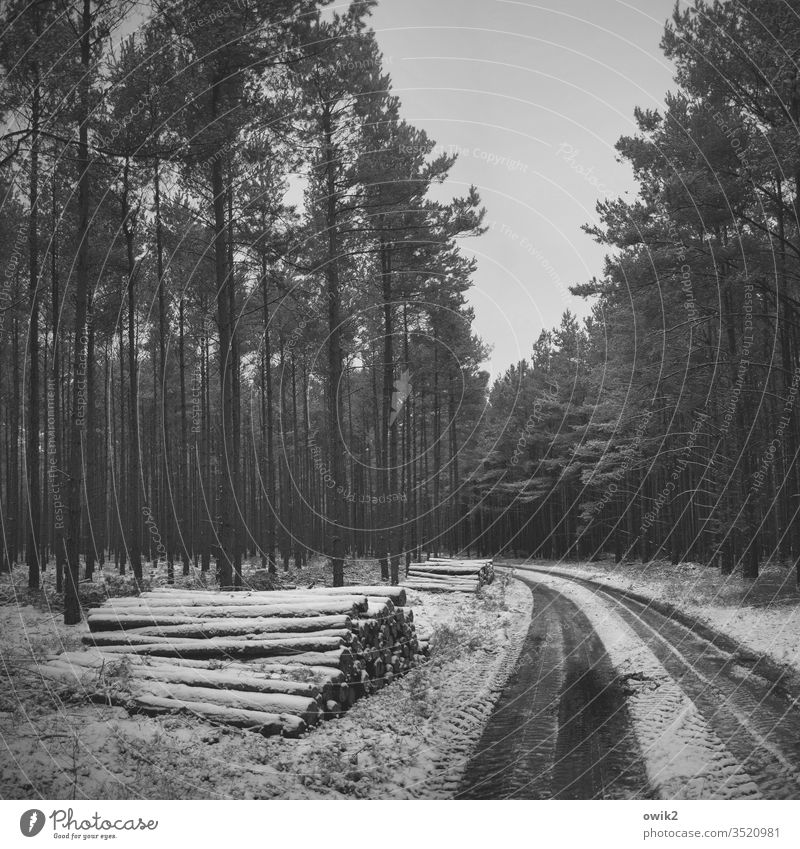 ordered and not collected Forest Winter Snow somber conceit huts conifers off forest path lanes Skid marks Stack tree trunks Stack of wood Wait Lie snowy chill