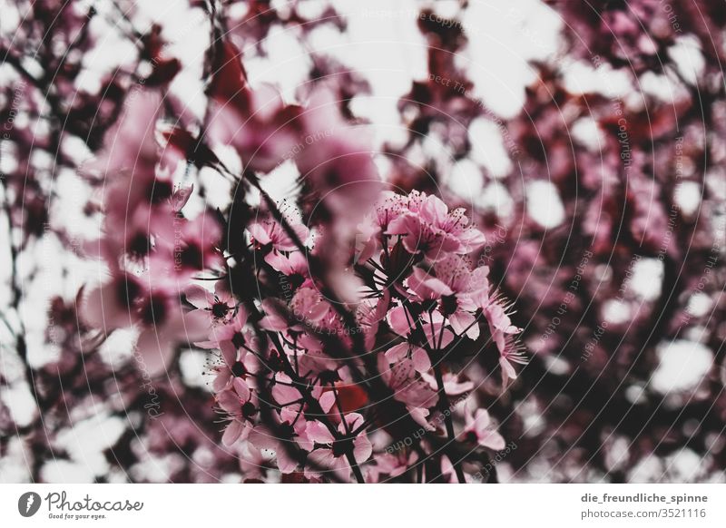 cherry blossom Cherry Cherry blossom Pink spring Cherry tree Branch Nature Colour photo already Blossoming Park Spring fever Exterior shot Plant bleed Close-up