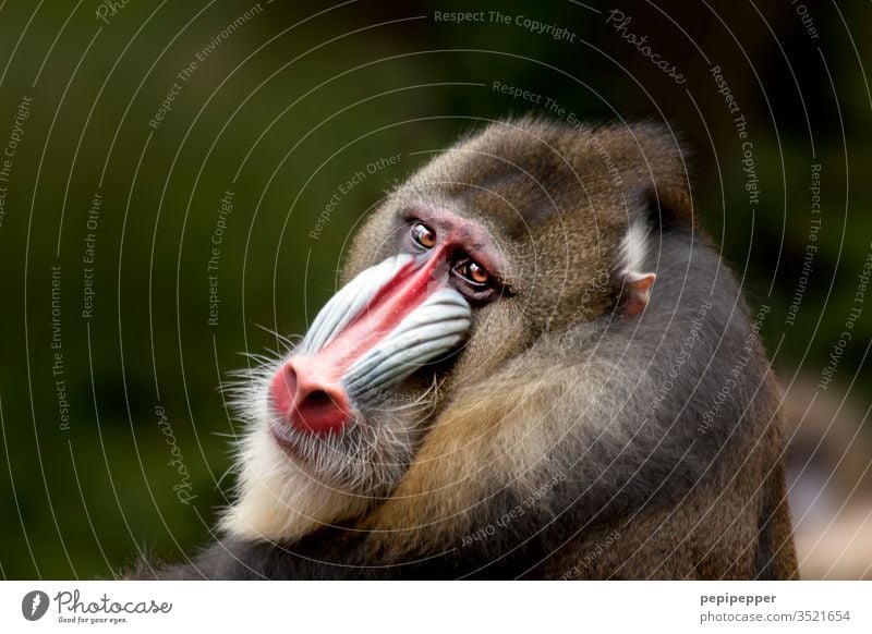 Mandrill monkey - backside with view into the camera Animal Colour photo Exterior shot Animal portrait Nature Monkeys Animal face Pelt Close-up Deserted