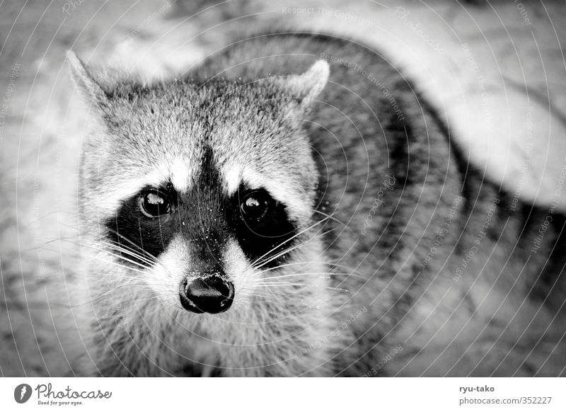 mapache Animal Wild animal Raccoon 1 Observe Brash Curiosity Cute Trust Beautiful Soft Black & white photo Exterior shot Deserted Copy Space right