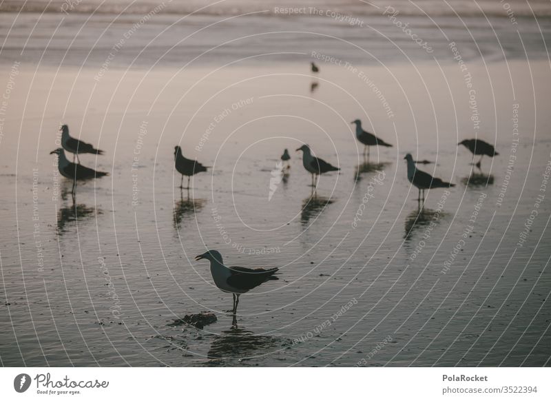 #AS# Gull idyll Seagull Gull birds Beach Twilight evening mood Many mirror Ocean flock of seagulls