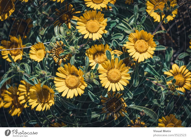 Yellow flowers of Asteriscus maritimus commonly known as Compact gold coin or Mediterranean beach daisy bloom blossom botanic botanical botany flora floral