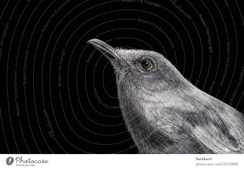 Oriental magpie robin Painted with white ink and crayon on black paper illustration bird hand drawn nature background isolated art small drawing graphic animal