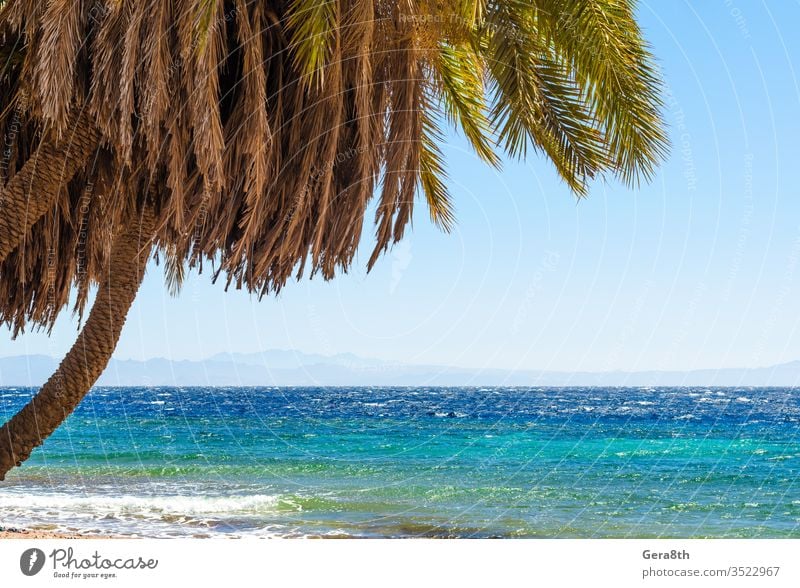 palm trees by the sea against the backdrop of mountains in Egypt Dahab South Sinai Red Sea beach blue blue water branches clear day coast exotic green heat