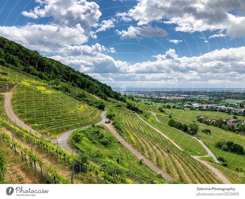 Paths through the vineyard on a sunny summer day with clouds Vineyard Landscape Baden-Wuerttemberg Schriesheim Grape harvest Colour photo Wine growing