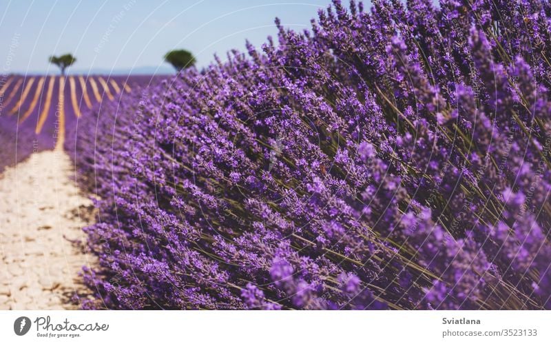 Beautiful fragrant lavender field in bright light Valensole, Provence, France flower tree summer nature a heart france valensole purple provence aroma french