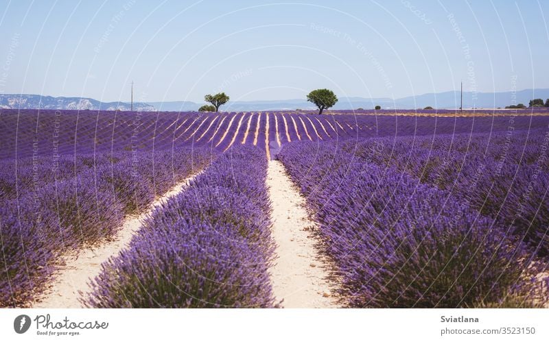 Beautiful fragrant lavender field in bright light Valensole, Provence, France flower tree summer nature a heart france valensole purple provence aroma french