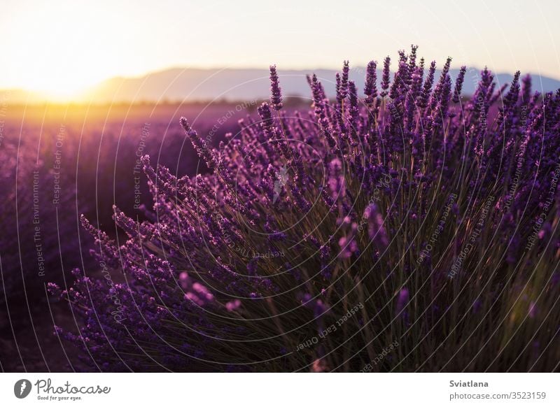 Fragrant lavender flowers at beautiful sunrise, Valensole, Provence, France tree summer nature field france valensole purple provence aroma french aromatherapy