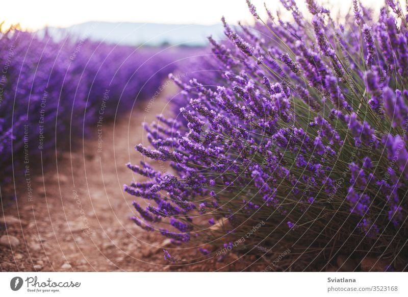 Fragrant Lavender Flowers At Beautiful Sunrise Valensole Provence France Close Up A Royalty Free Stock Photo From Photocase