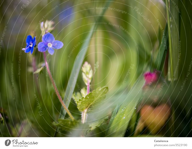 A small blue flower blooms in the high grass of a meadow Nature Plant Flower Blossom Veronica Blossoming Grass Growth Summer Meadow blades of grass Happiness