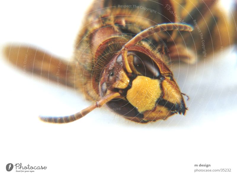 Fascinating animal world Hornet Feeler Animal Bee Monster Nature Eyes Macro (Extreme close-up) Close-up Detail
