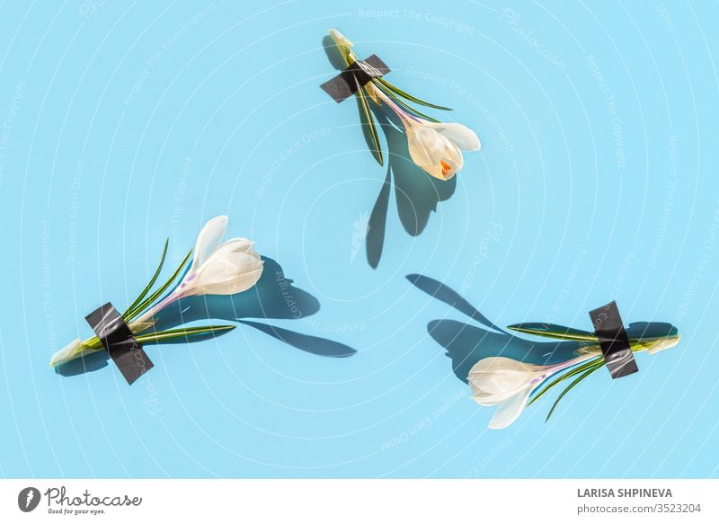 An abstract design of fresh crocus blossoms under adhesive tape on a blue background. Creative medical concept, natural cosmetics in minimal style, top view, copy room