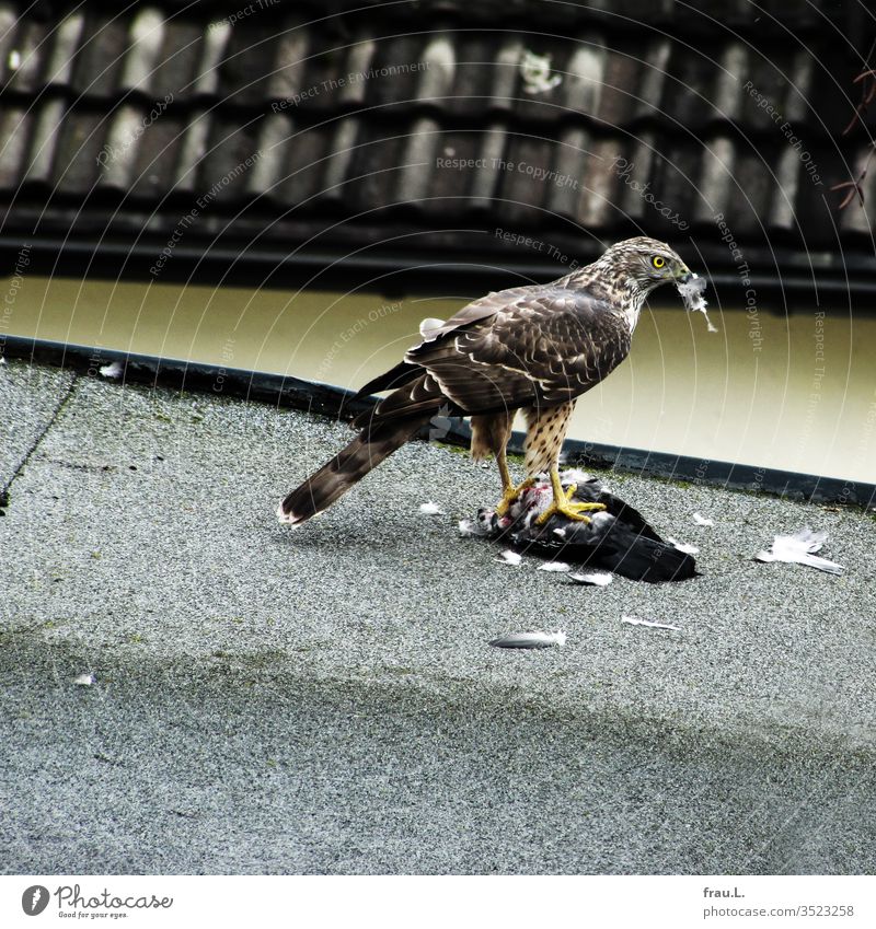 The bird of prey had beaten the pigeon on the roof, now it plucks the victim for its brood. Bird of prey Feather Pigeon Hawk Sparrowhawk Kill Beat Pluck Town