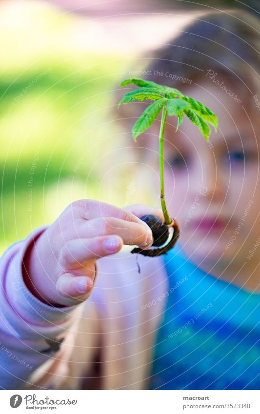 Child with chestnut tree girl Chestnut Chestnut tree Sapling plant a tree roots spring implant Study Discover reforest Forest leaves Instinct young shoot green