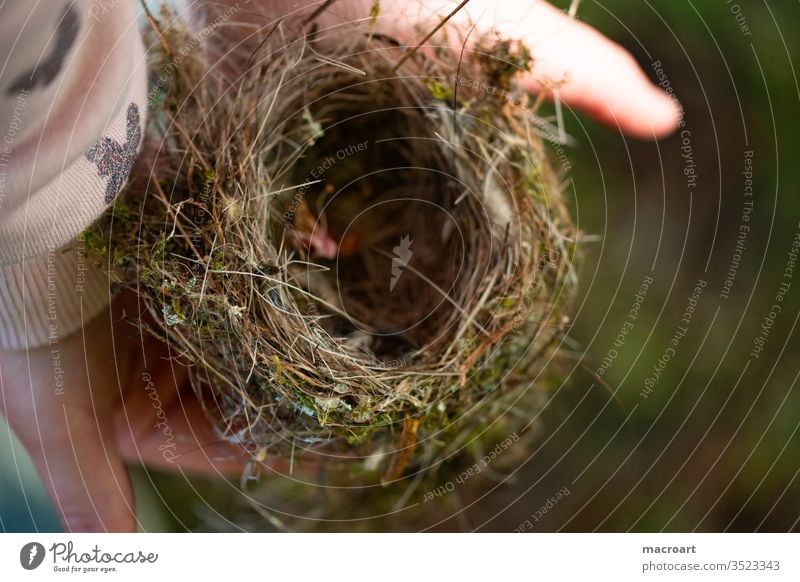 bird's nest Nest Fall down dropped Downy feather branches twigs House (Residential Structure) habitation birds children's hands old To hold on Home country