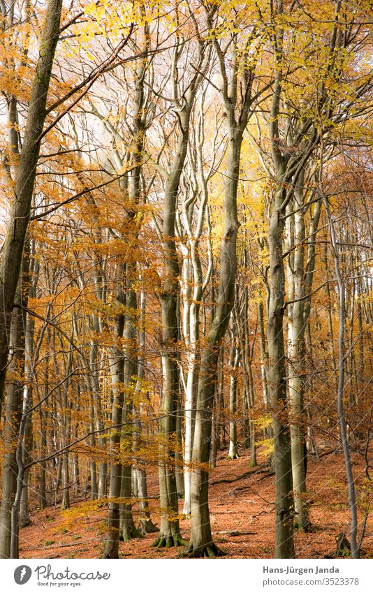 Autumnal beech forest Forest tree beeches Brown Tree trunk Branch Europe mountains Nature Plant ecologic Calm Contemplative path Bright foliage voyage view