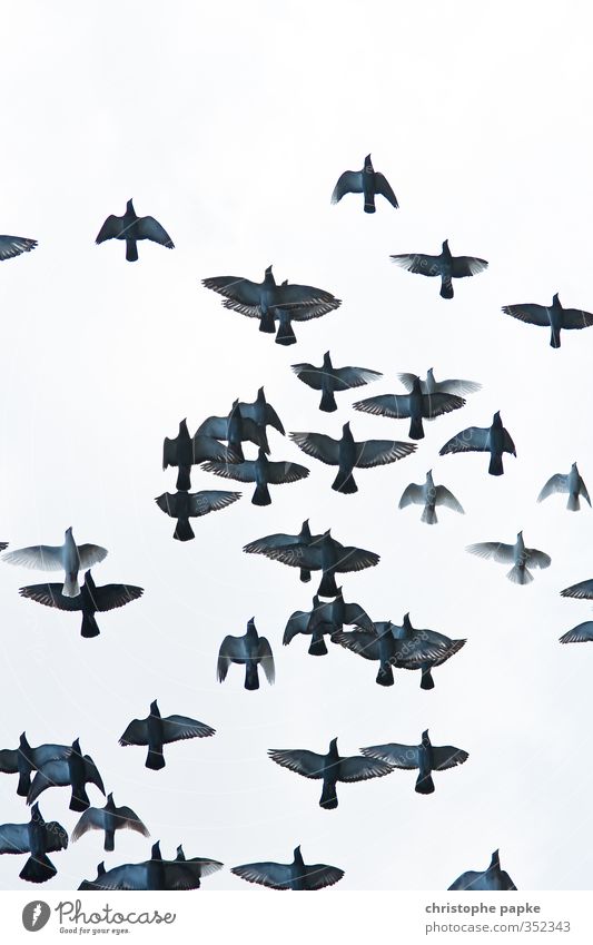 The birds Animal Bird Group of animals Flock Flying Threat Free Movement Pigeon Wing Span Colour photo Subdued colour Exterior shot Deserted Copy Space top Day