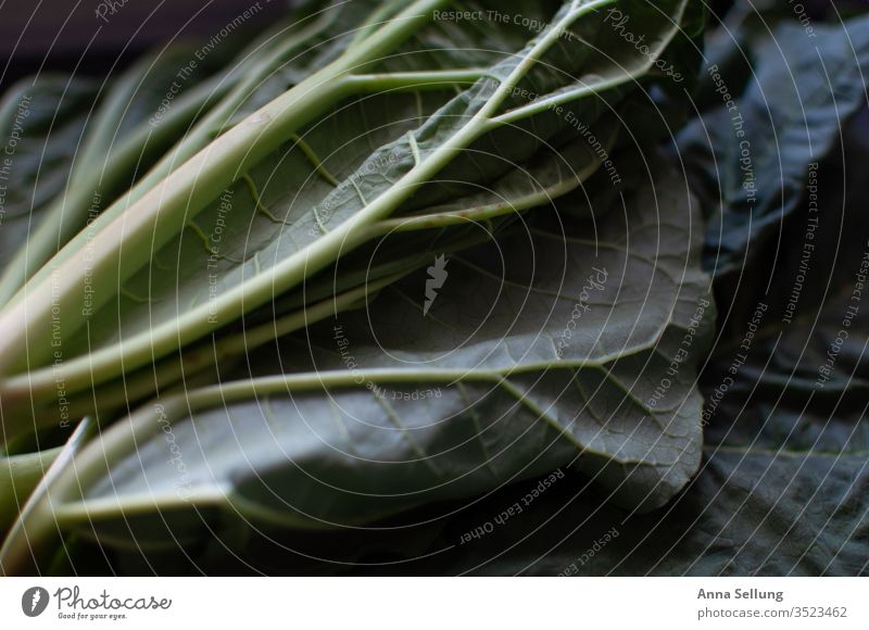 Rhubarb structures - of the leaves Structures and shapes green Detail Close-up Deserted Colour photo Nature Environment Pattern Attentive attentiveness