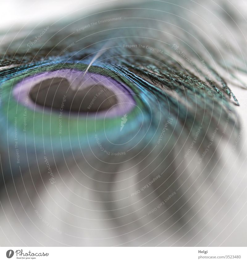 the eye of the peacock feather as macro shot Feather Peacock feather Esthetic Eyes Delicate Close-up Detail Shallow depth of field Gray Blue green purple Black