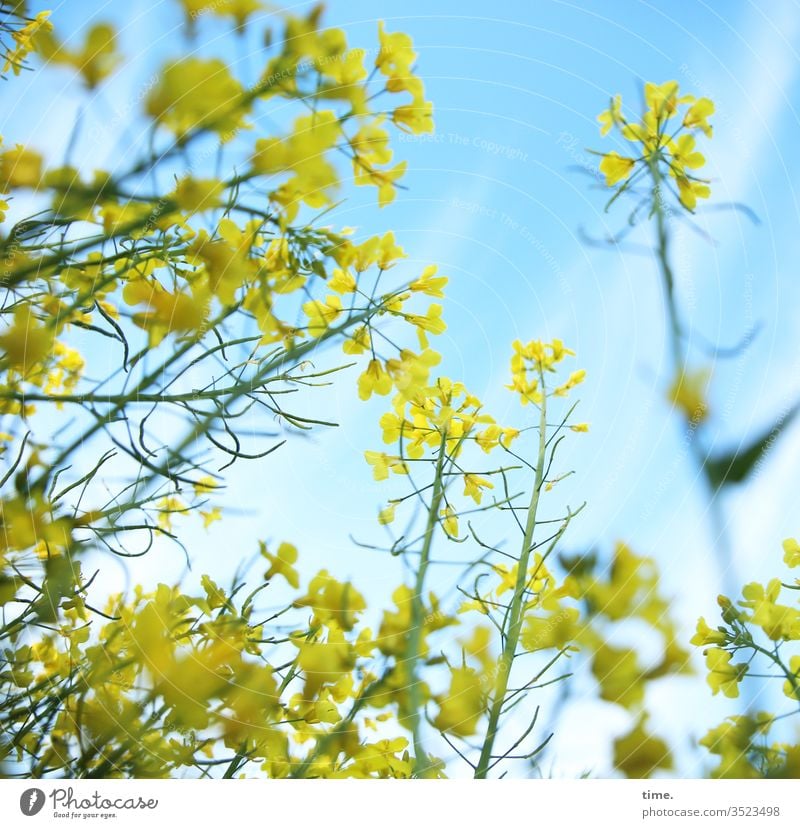 Dancer and inclined audience Canola Canola field Oilseed rape flower bleed Life living Sky Yellow Blue dance Fresh spring Airy Wild Agriculture Perspective