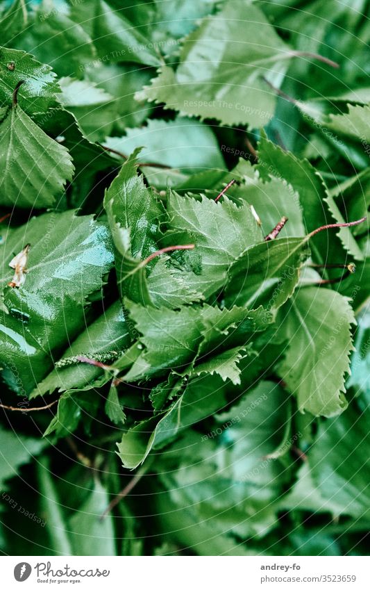 birch leaves flaked Birch tree Birch leaves green Plant Nature Exterior shot Detail