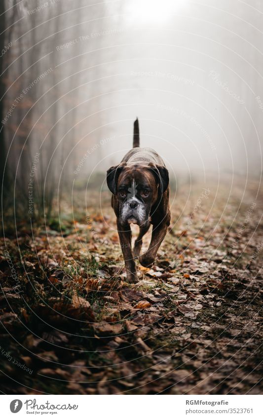 Boxer dog trots through a misty forest and looks past the camera to his owner. Dark mood, cold autumn day Dog Pet Forest Exterior shot Animal 1 Animal portrait