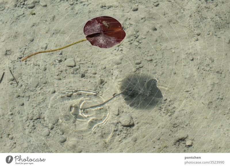 Leaf of a water lily swims in the water and casts a shadow on the bottom of the lake Water Lily flaked Lake Shadow Ground Sand stones Red green Nature clear