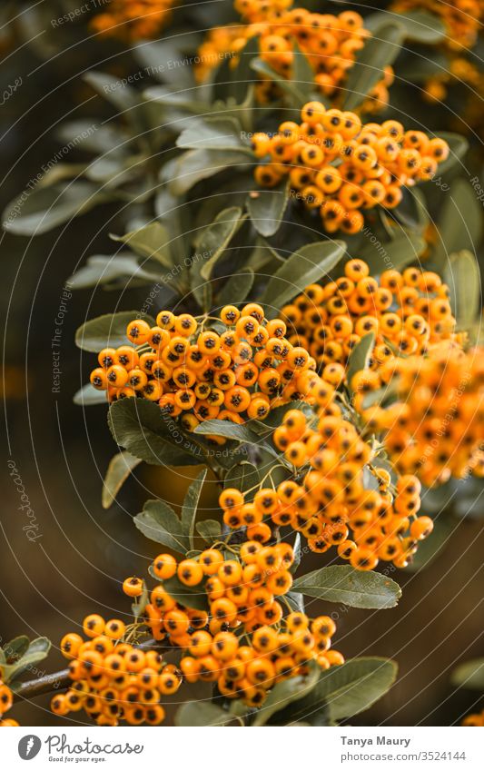Are Pyracantha Berries Poisonous?