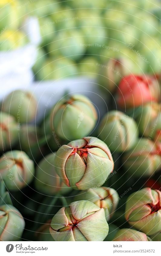 *1800* Flowers shall bloom flowers Nature Plant bleed Blossoming Growth spring bud Garden already Close-up Shallow depth of field green Fragrance Tulip