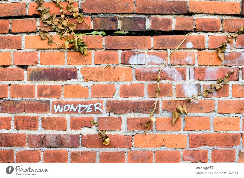 The word Wonder on a red brick wall with dried up ivy vines Word wonder Tags Graffiti Characters Wall (building) Deserted Wall (barrier) Exterior shot