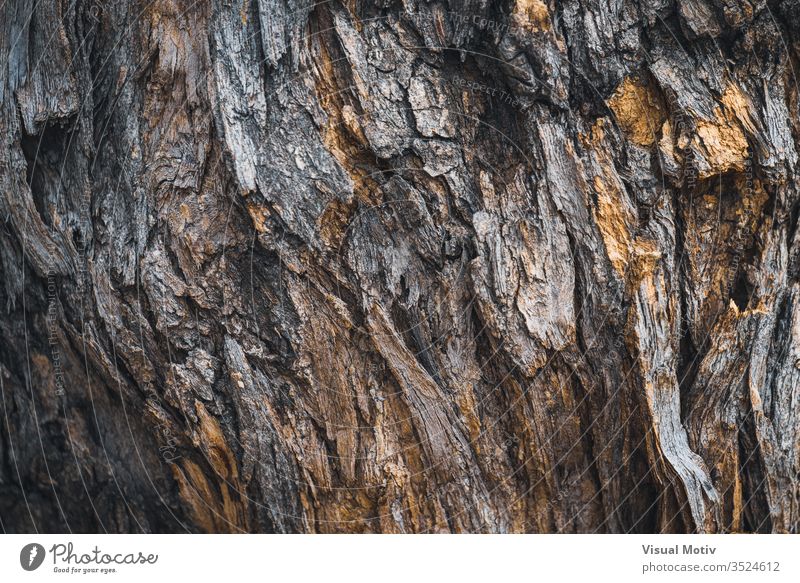 Texture of the bark of a Styphnolobium japonicum commonly known as Pagoda tree color no people detail texture textured surface bark surface nature natural