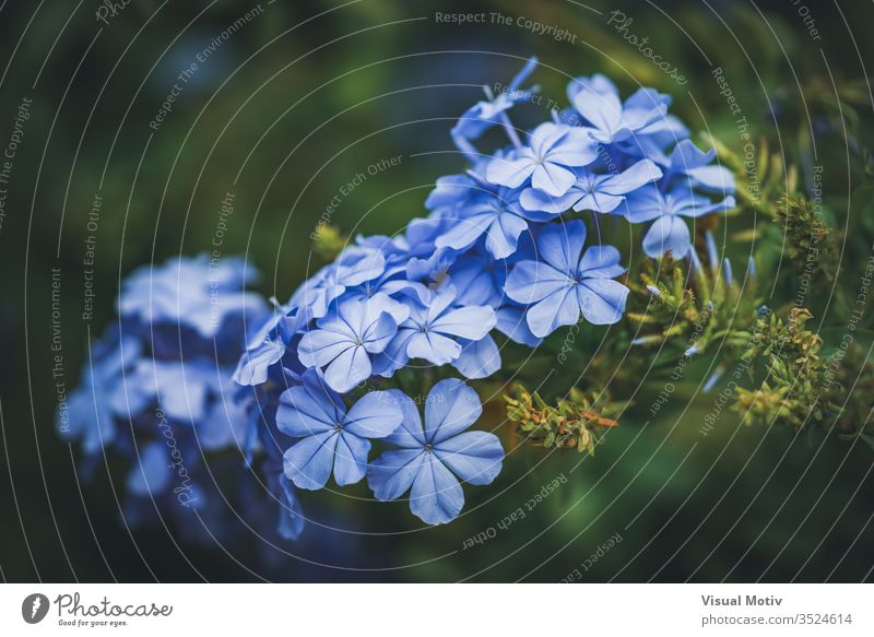 Blue flowers of Cape Leadwort also known as Blue Plumbago or Plumbago Auriculata background beautiful beauty bloom blooming blossom blue blue plumbago botanic