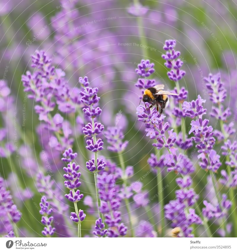 a bumblebee collecting nectar on lavender flowers Lavender Bumble bee bomb Bombus terrestris lavender scent Violet flowering lavender Lavender colors